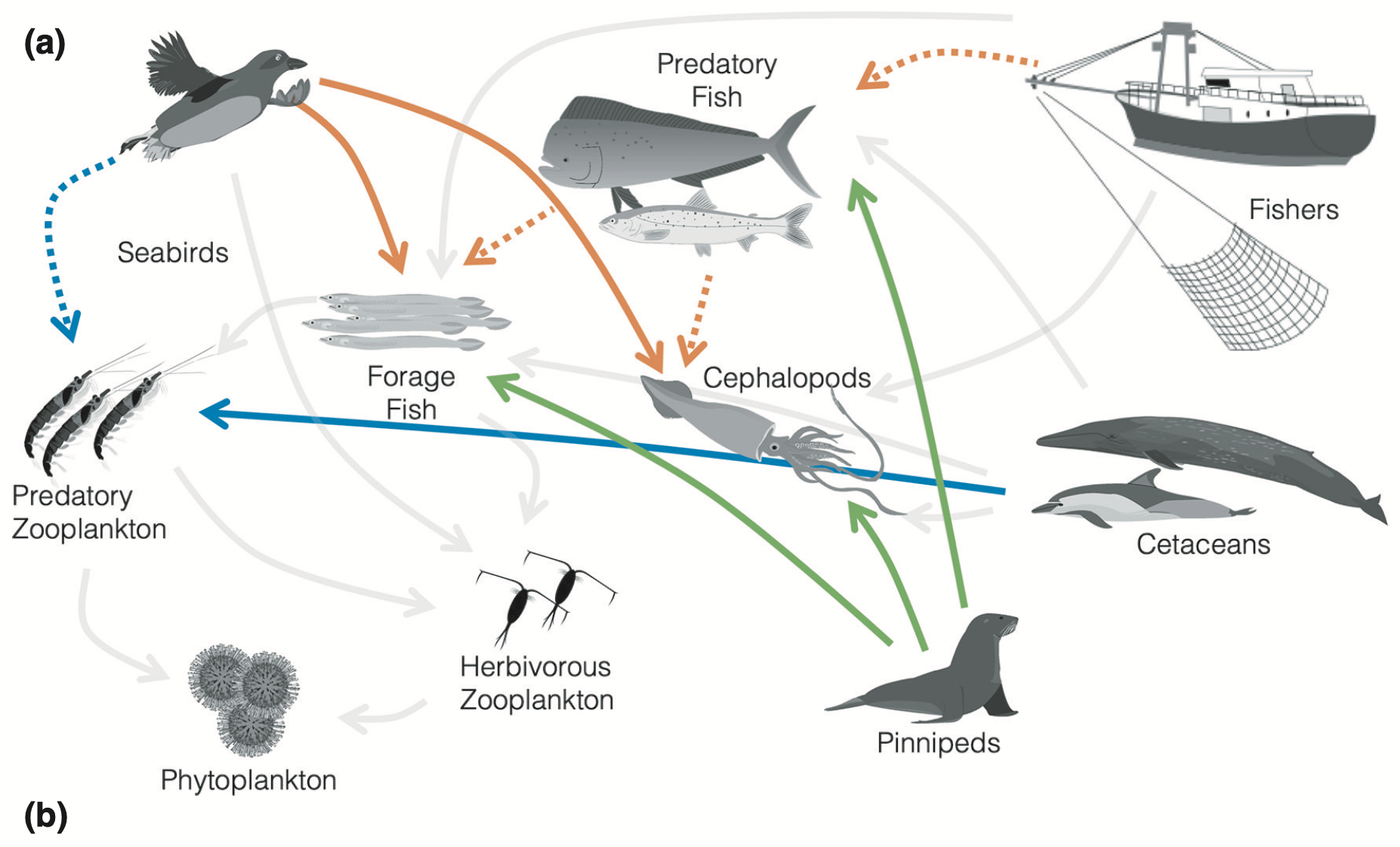 Marine Top Predators as Climate and Ecosystem Sentinels published in  Frontiers in Ecology and the Environment | Elliott Lee Hazen, PhD